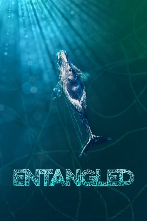 ดูหนังออนไลน์ฟรี Entangled: The Race to Save Right Whales from Extinction (2020)